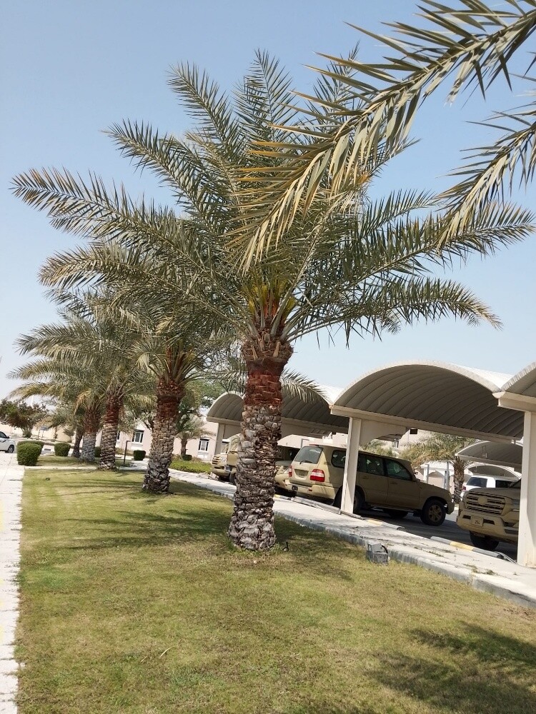 منسق حدائق جميله 55079950 - 2