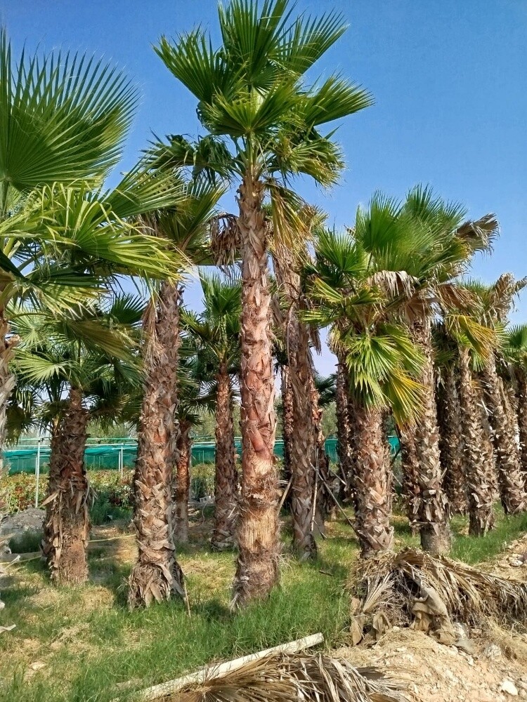 مزراع ومنسق حدائق 55079950 - 1