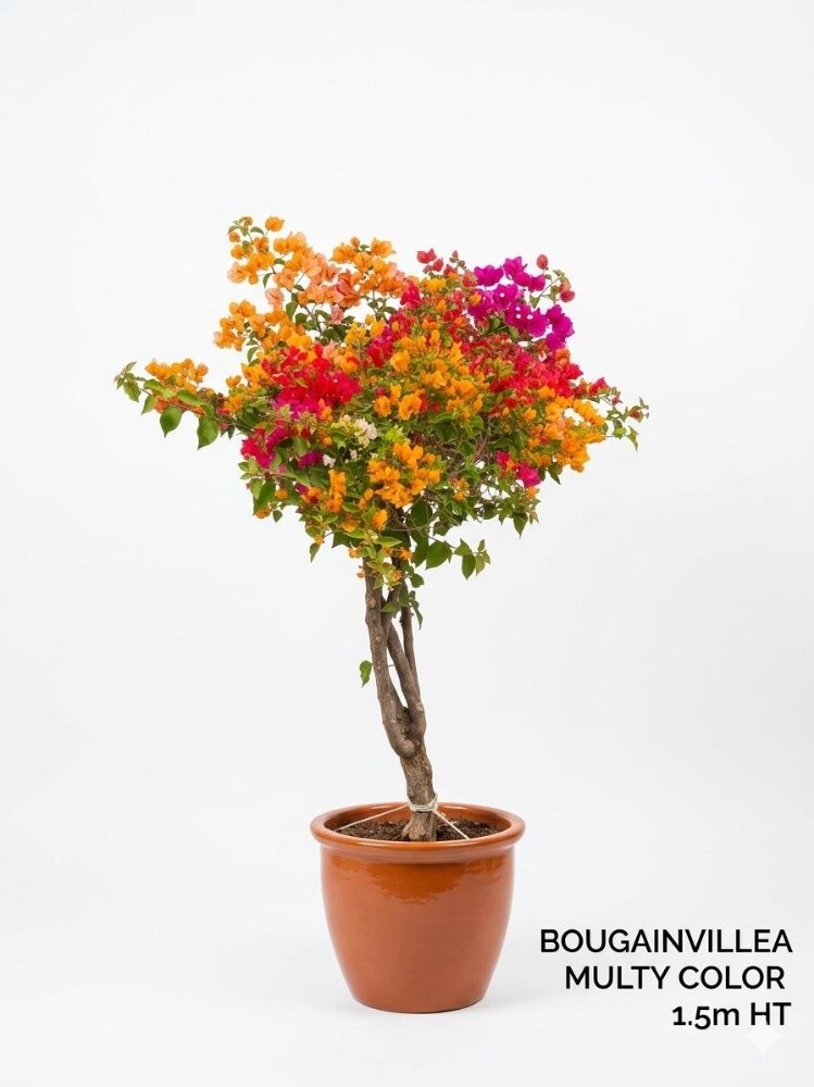 bougainvillea - 1