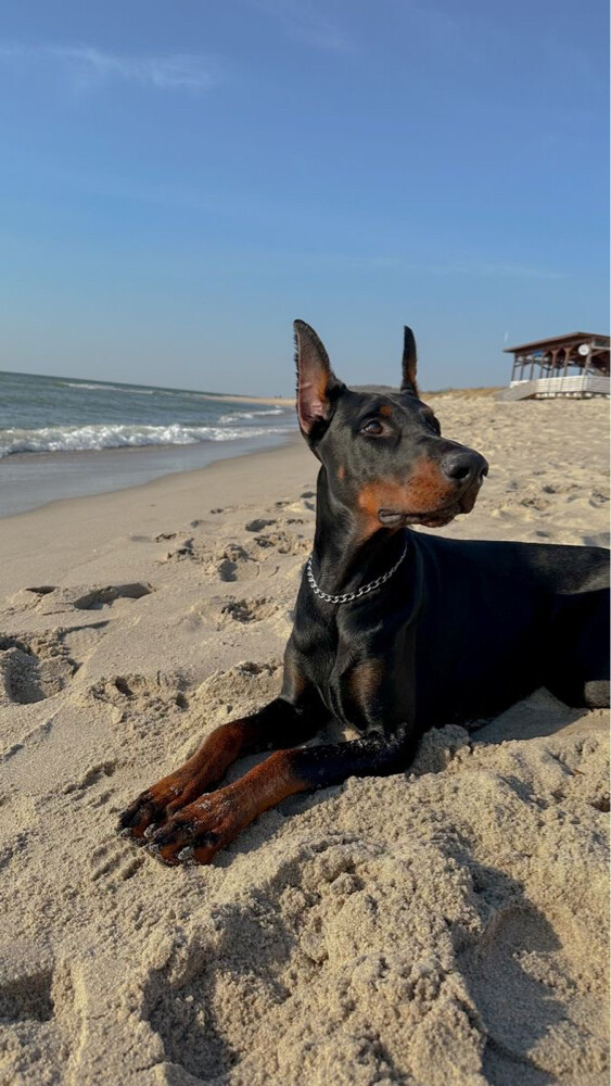European Doberman - 2