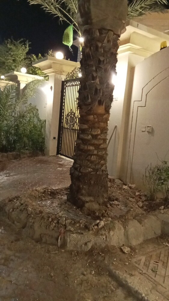 نقل وزراعة النخيل وقطع الاشجار وا - 1