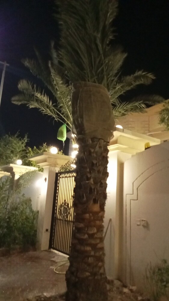 نقل وزراعة النخيل وقطع الاشجار وا - 2