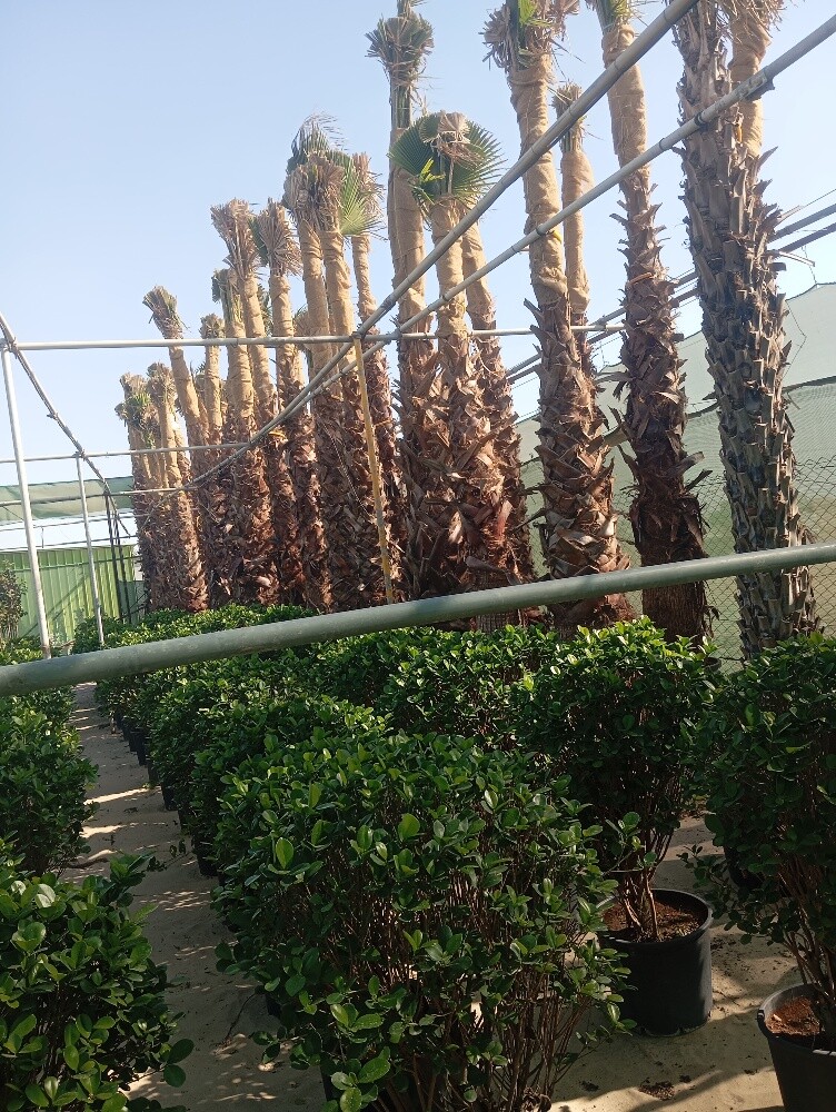 توريد وتركيب النخيل وشنطونيا - 3