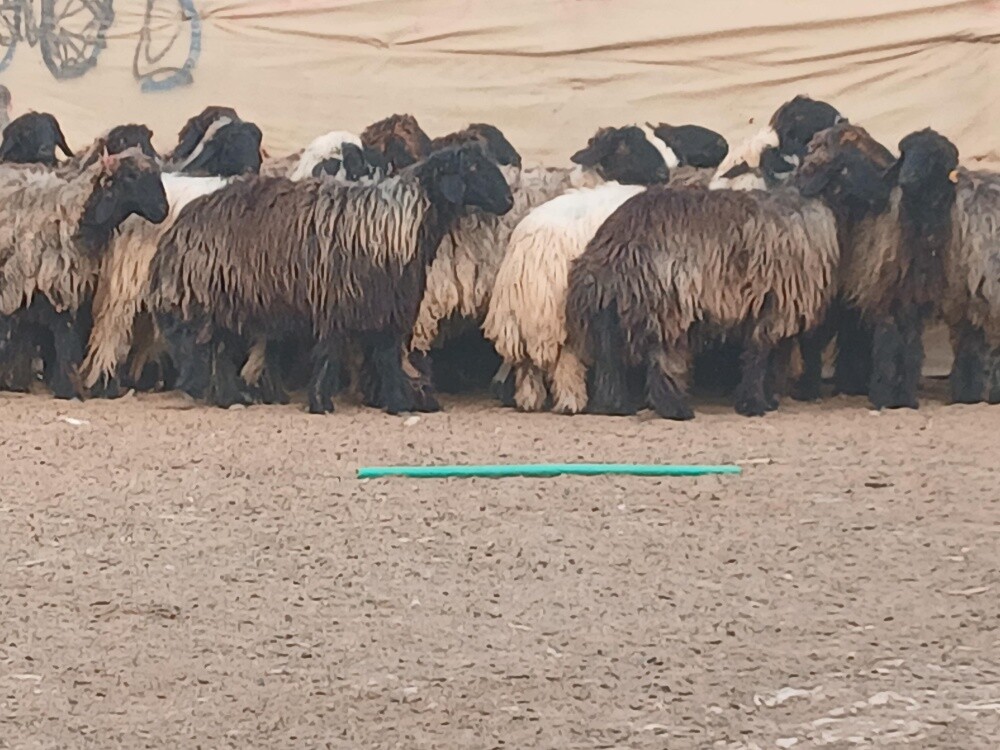 مطلوب شويهات عرب - 1
