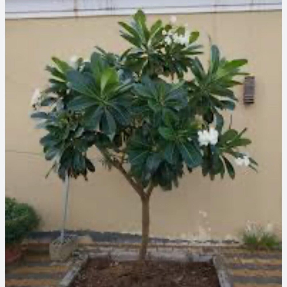 Garden landscaping - 2