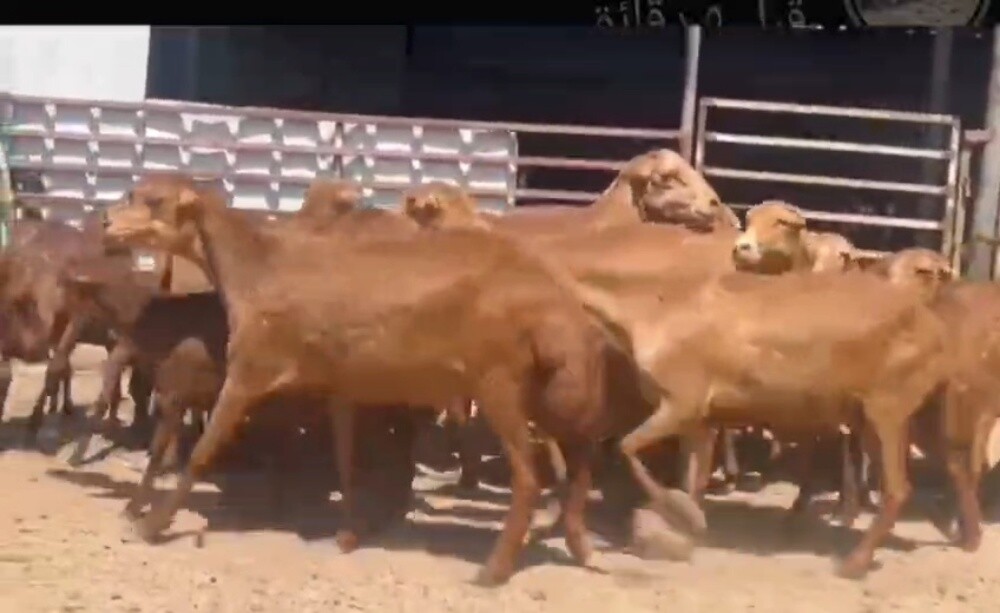 مطلوب طمطم احمر اللون - 1