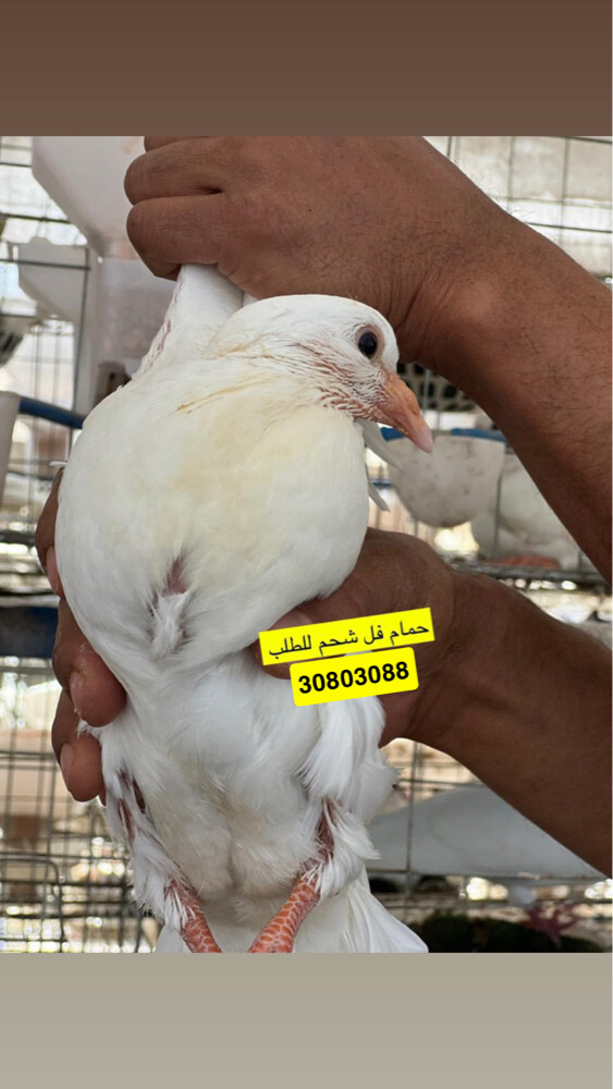 حمام لاحم زبببدة - 4