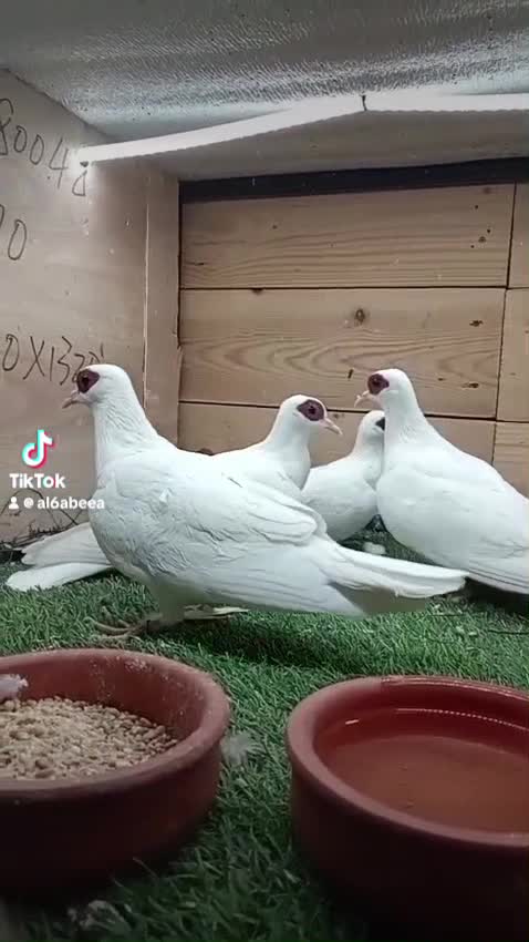 حمام افريقي ابيض - 1