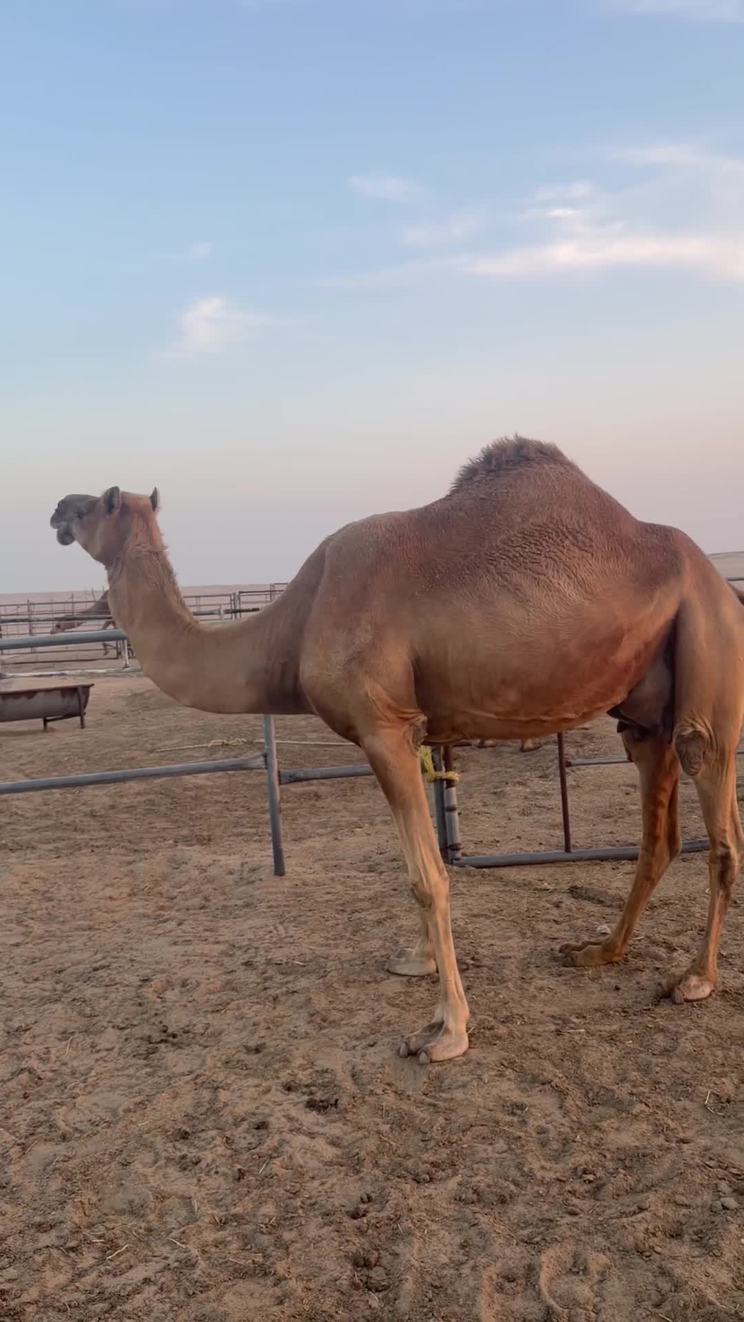للبيع عمانية لقحه ع العريق  - 1