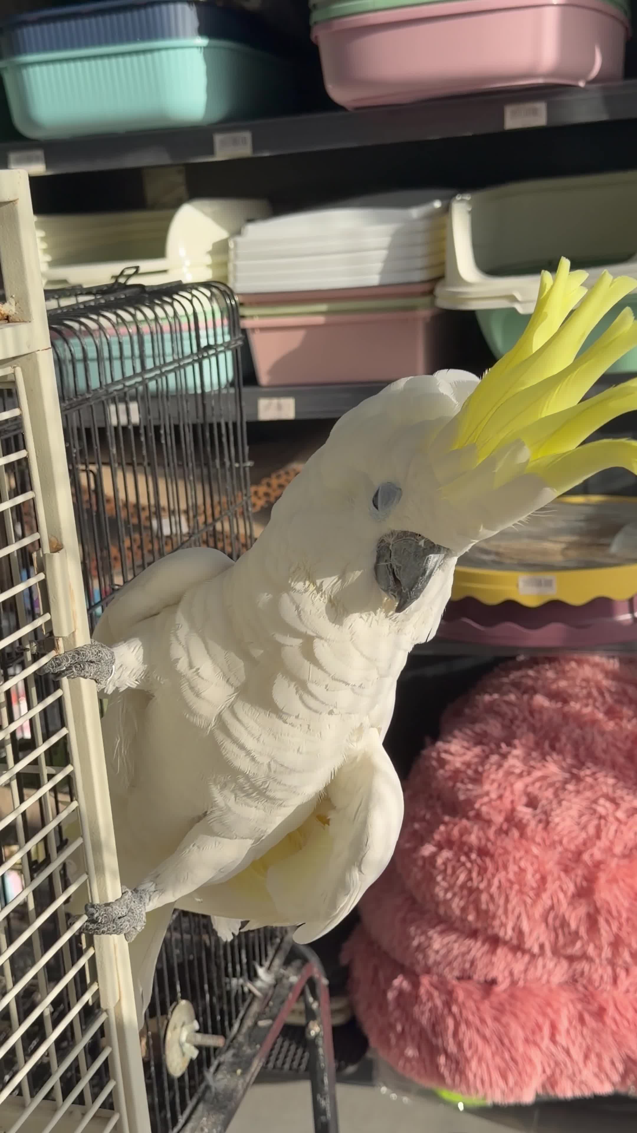 Triton Cockatoo - 1
