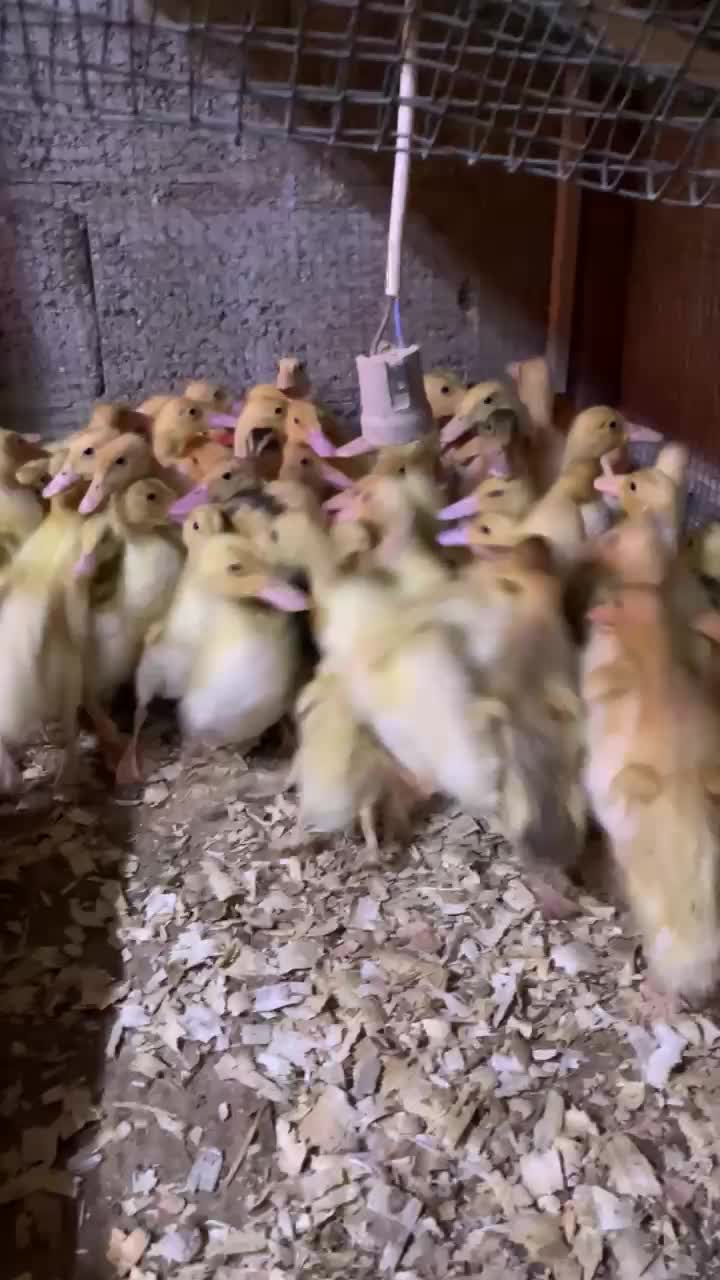 بطة للبيع - 1
