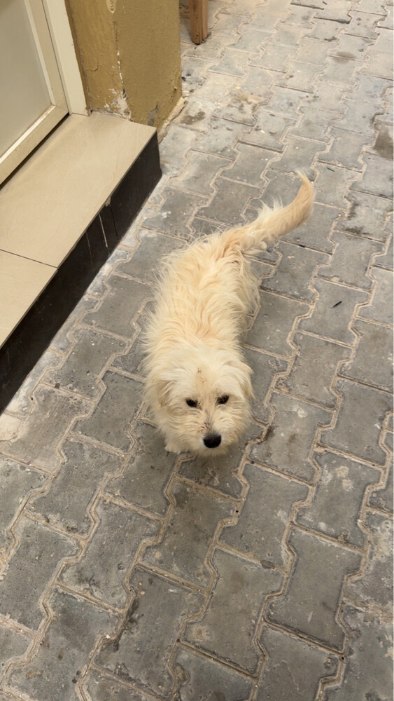 مالتيز - 2