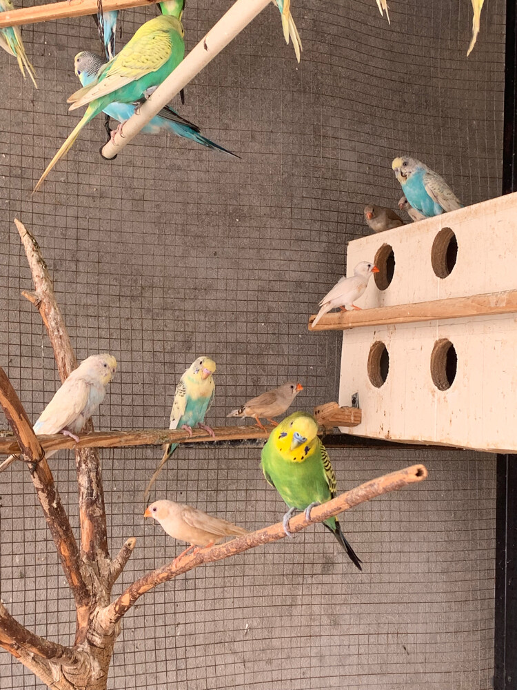budgie - 4