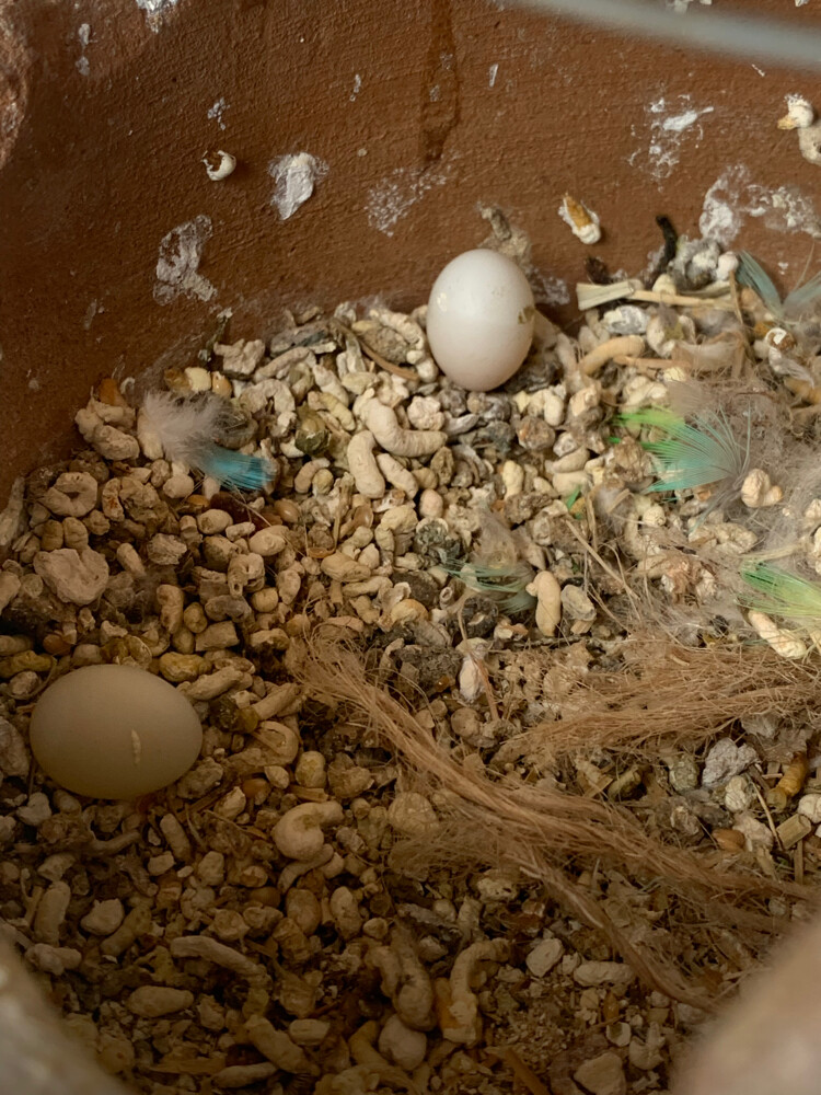 budgie - 2