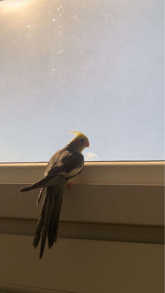 budgie - 1