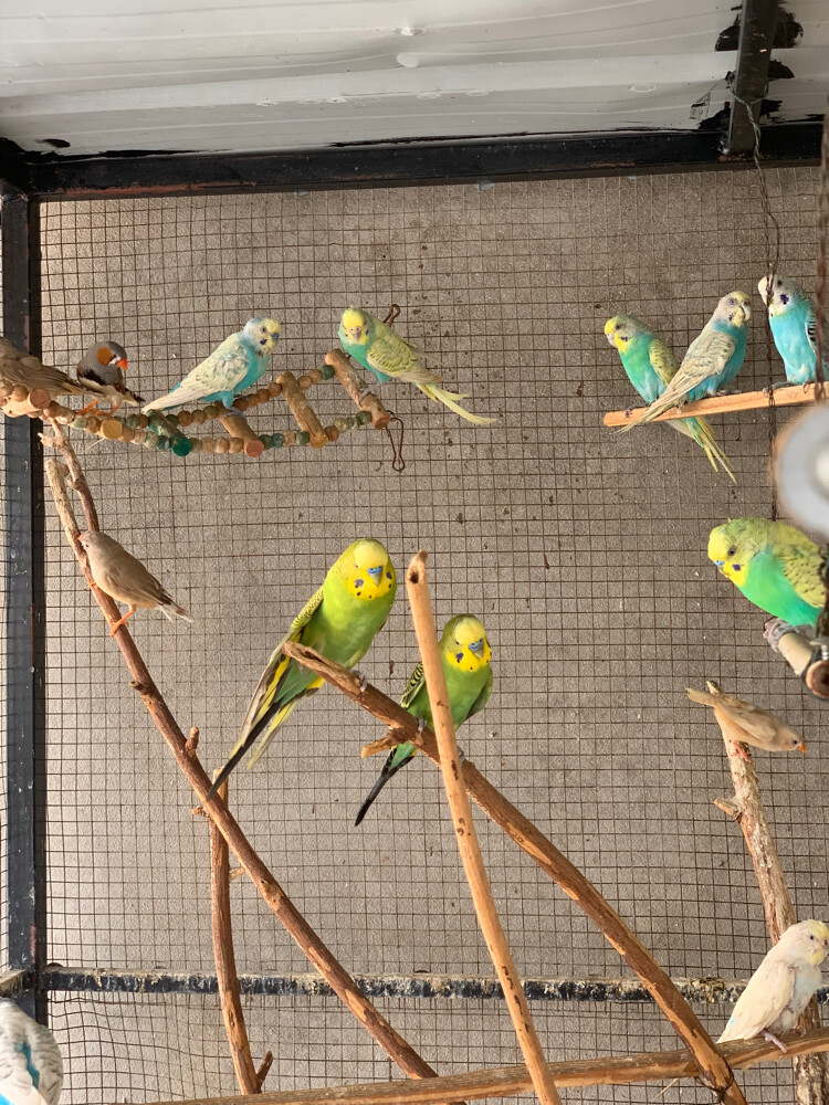 budgie - 6