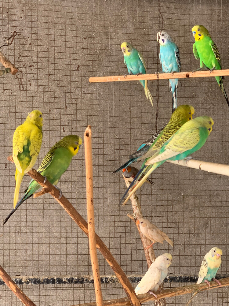 budgie - 5