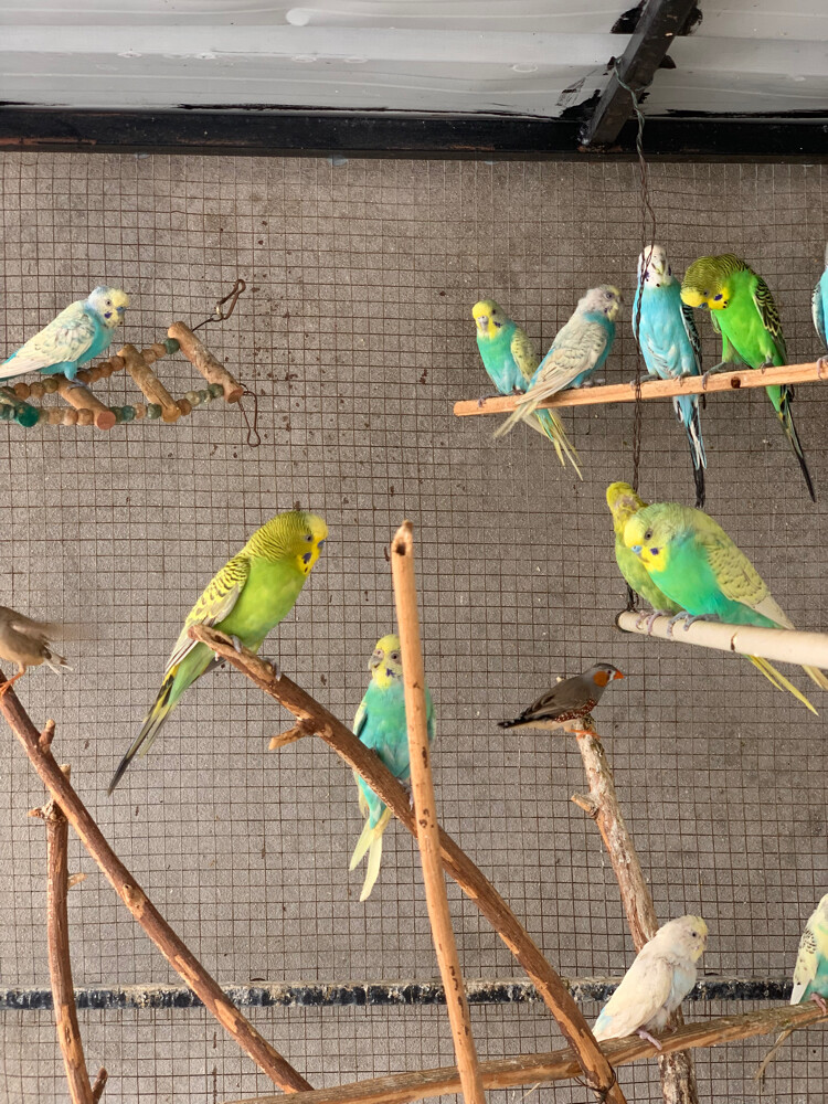 budgie - 7