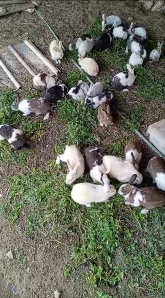 rabbit - 1