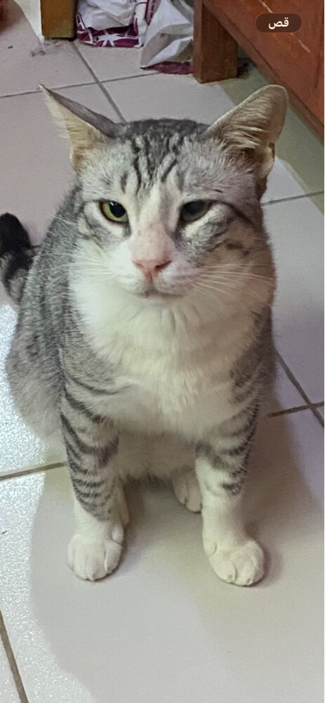 قط واحد للتبرع - 1