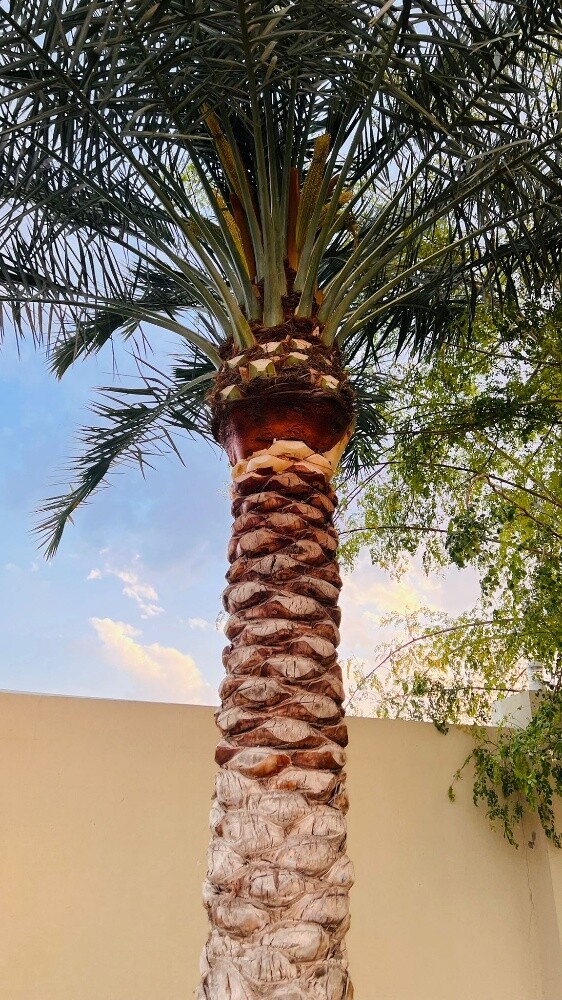 العناية بالحداق - 2