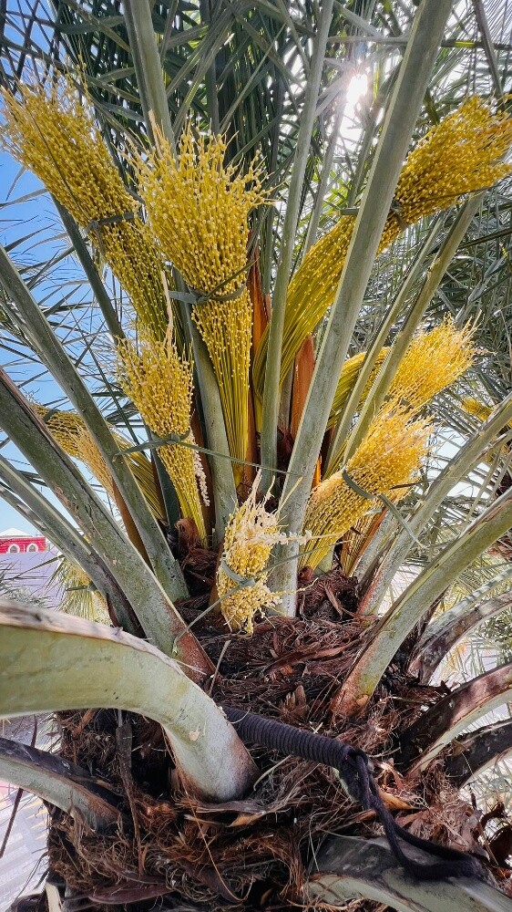 العناية بالحداق - 3