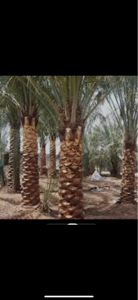 الديكور والعنايه بالحدائق - 26