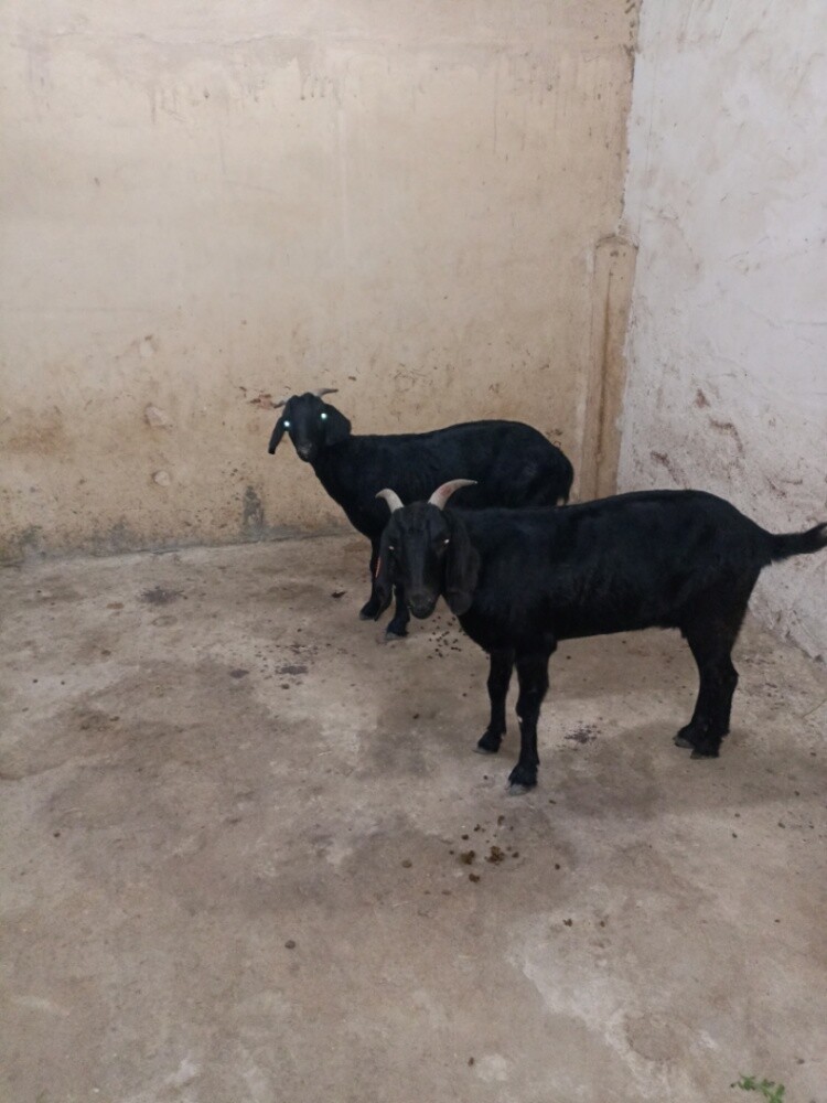 borqud black - 1
