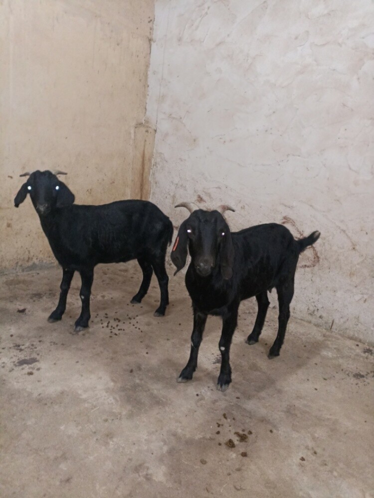 borqud black - 2
