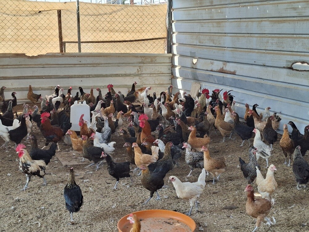chicken lear egg - 1