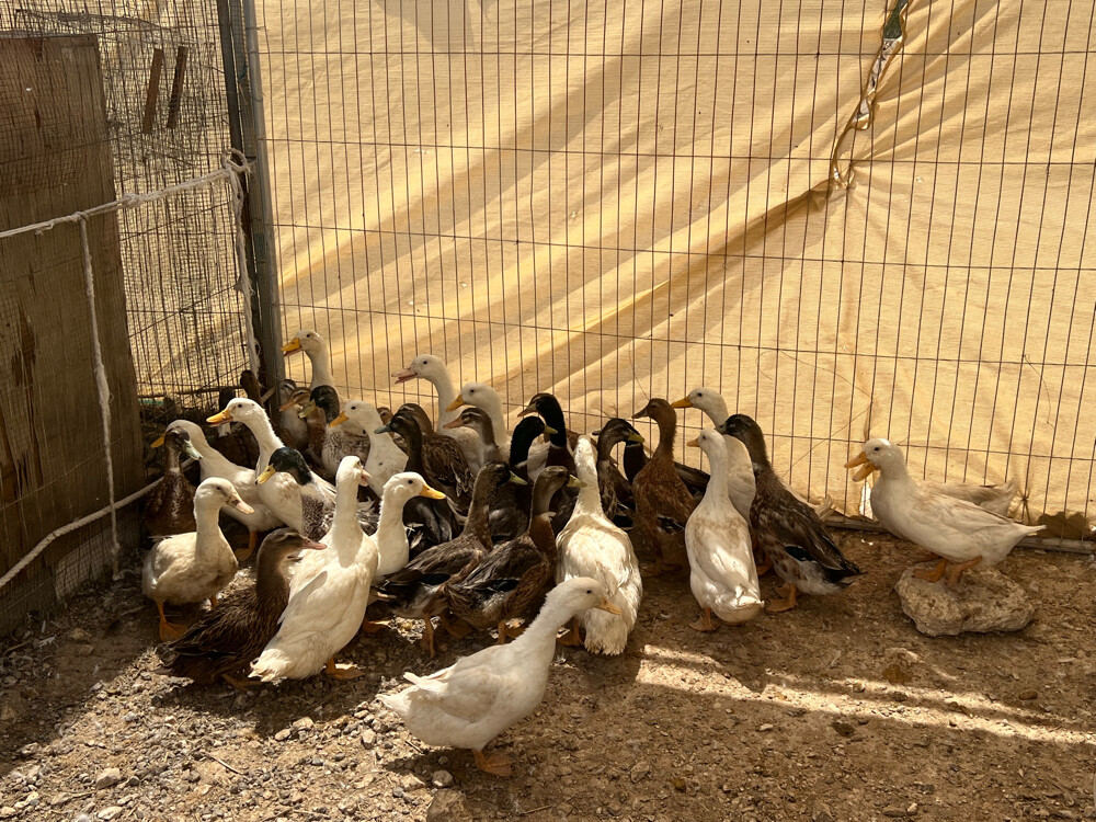 بط للذبح - 2