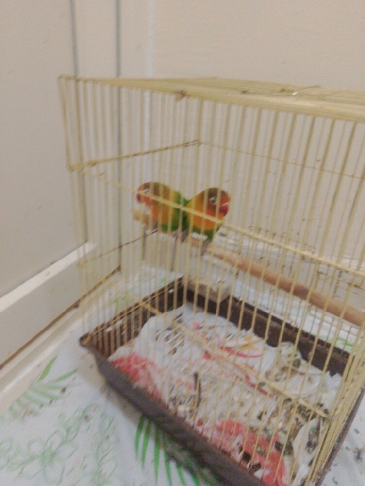 love birds - 2