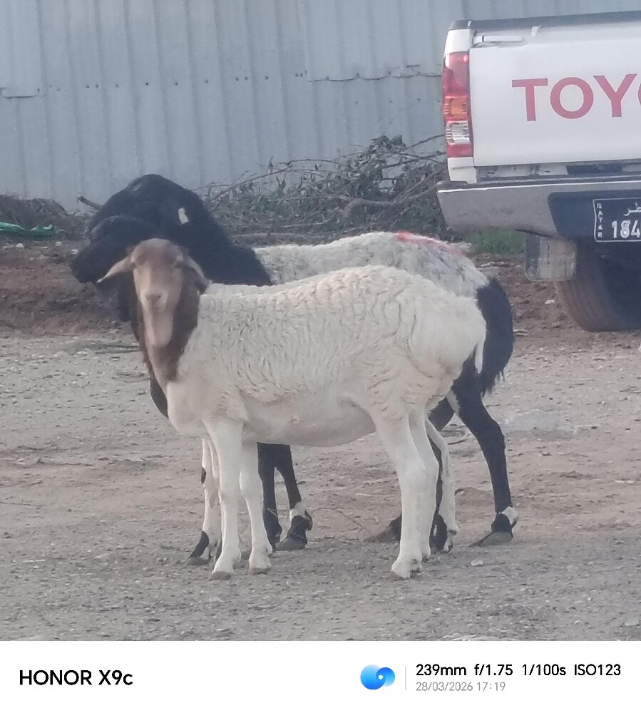 مطلوب شويهات بربر دفيع او وليد - 4
