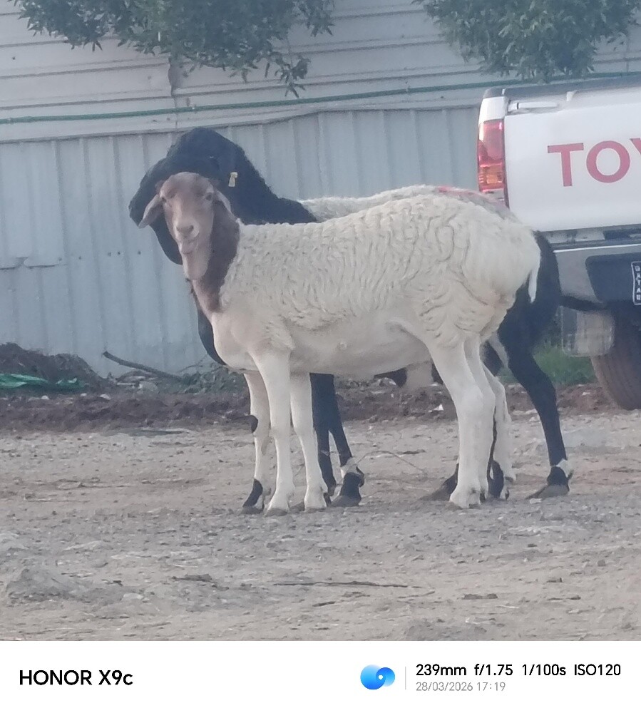 مطلوب شويهات بربر دفيع او وليد - 2