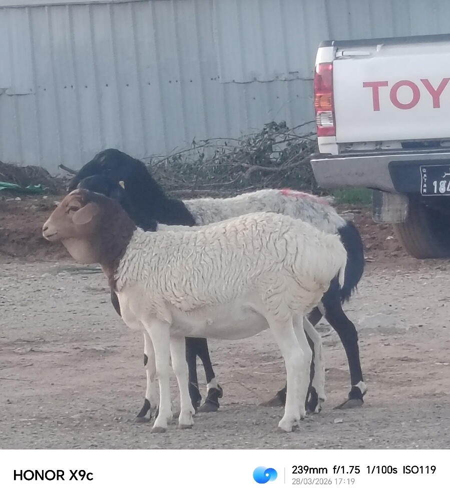 مطلوب شويهات بربر دفيع او وليد - 3