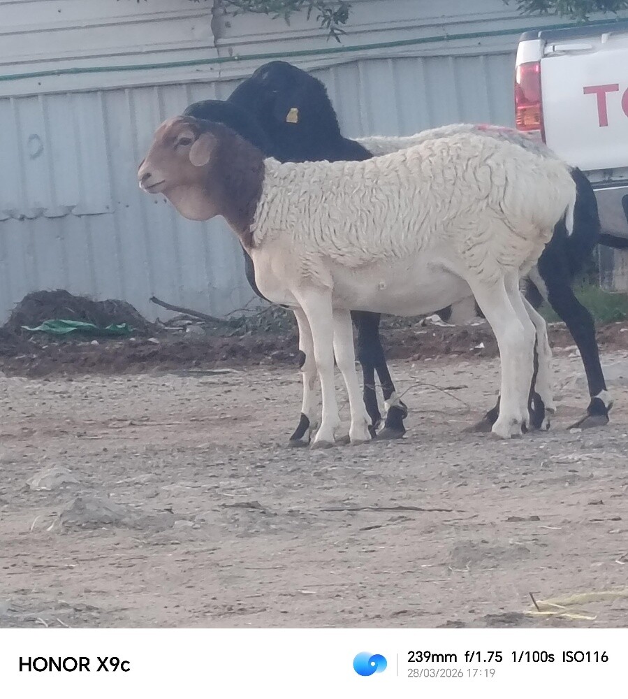 مطلوب شويهات بربر دفيع او وليد - 1