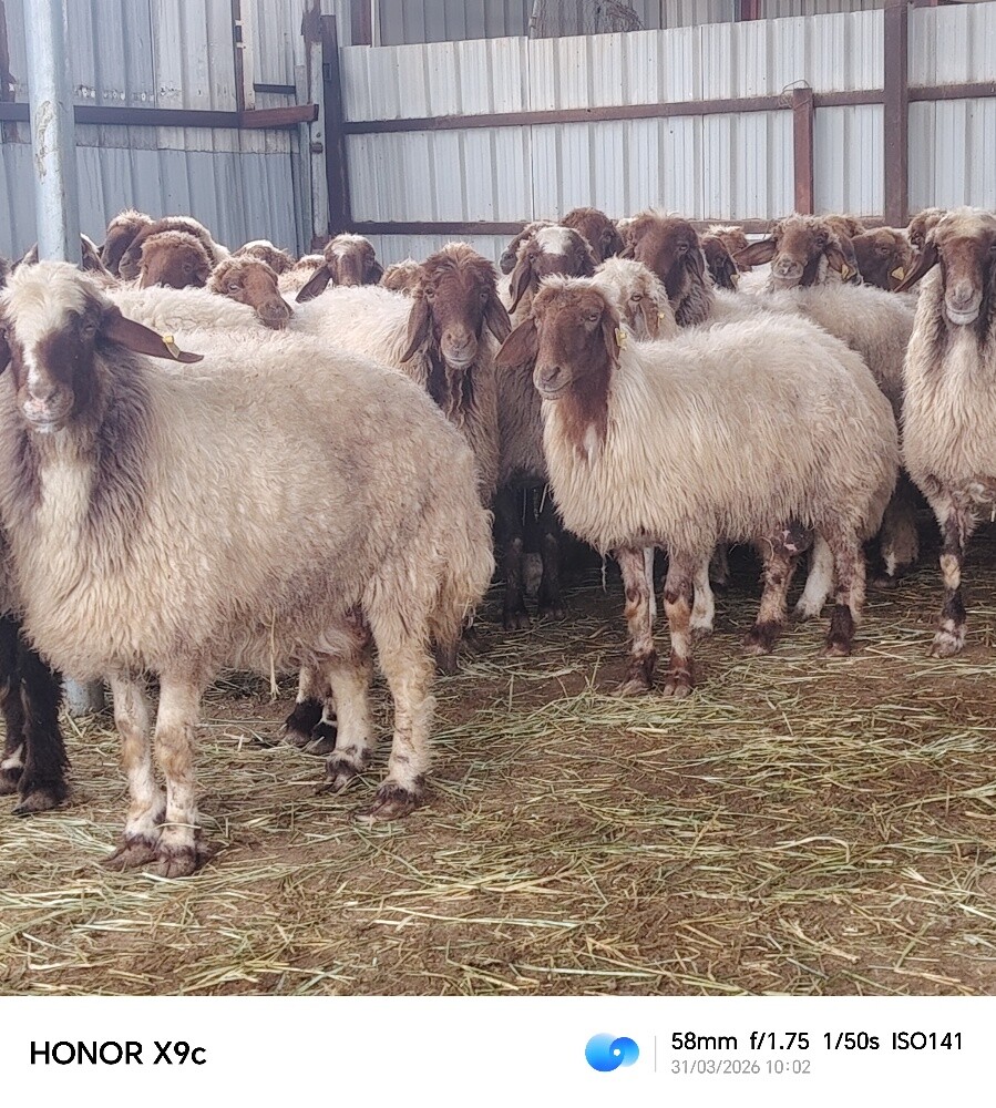 مطلوب شويهات سوريه دفيع وليد - 1