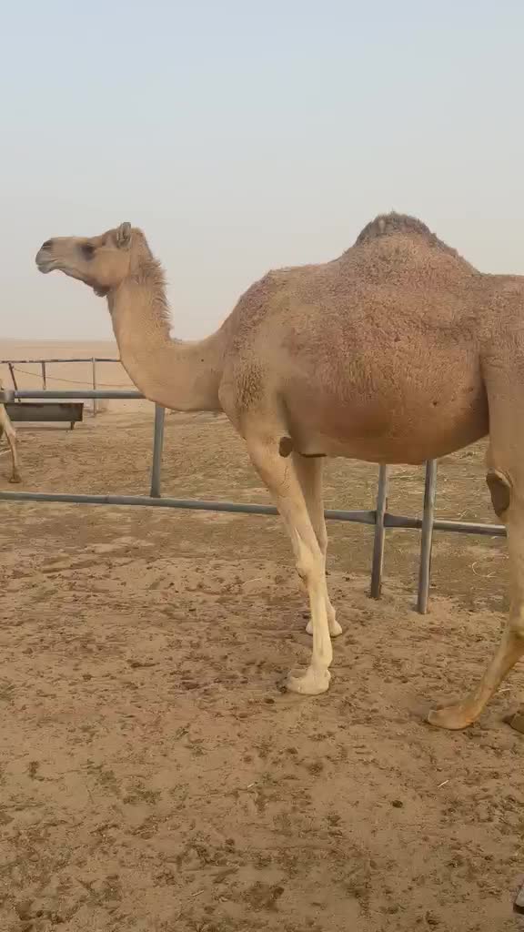 للبيع عمانية - 1