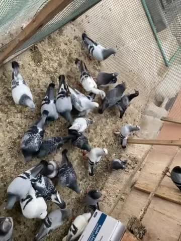 حمام زاجل للبيع - 1