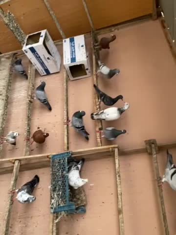 زاجل خطين للبيع - 1