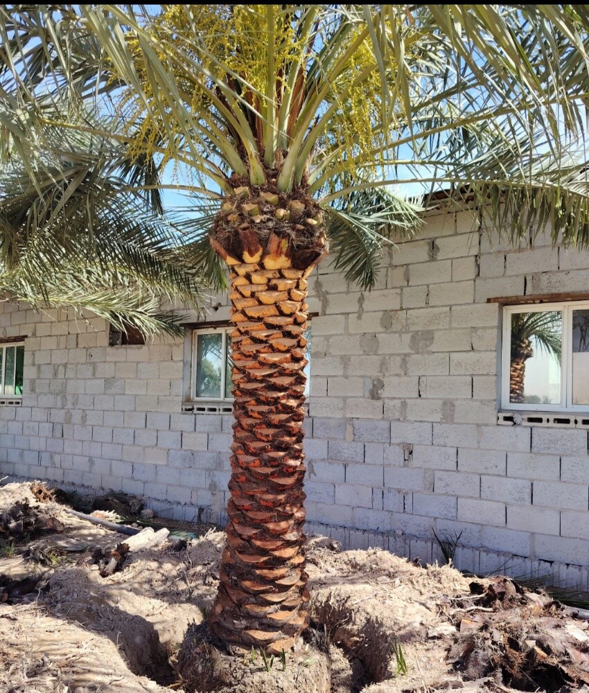 شجر - 3