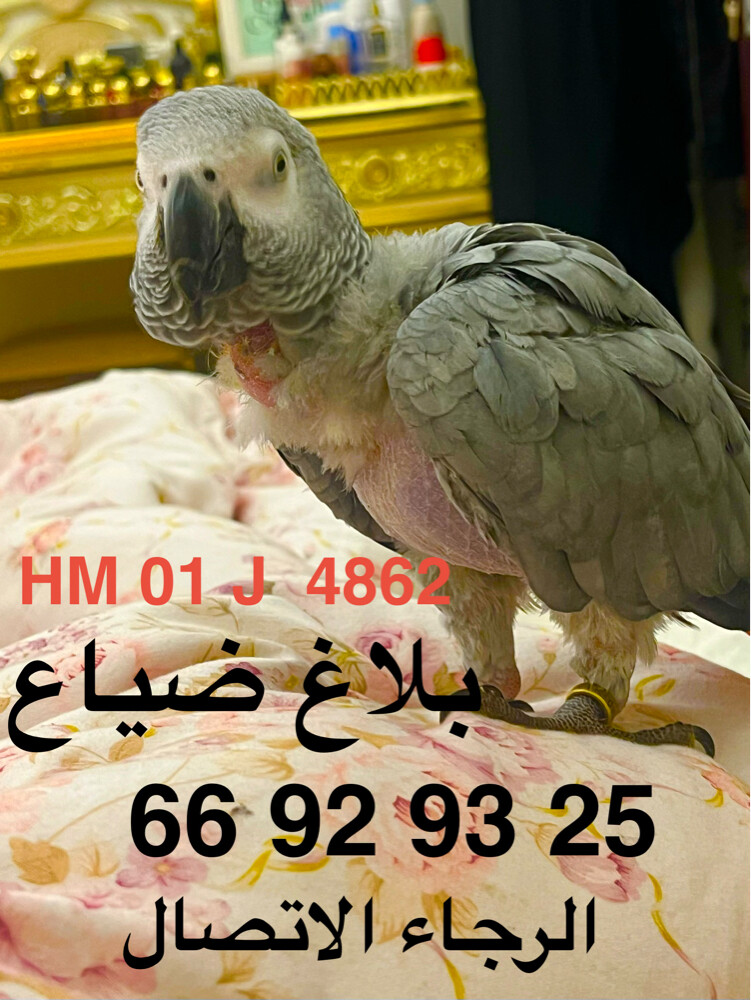 بلاغ - 1