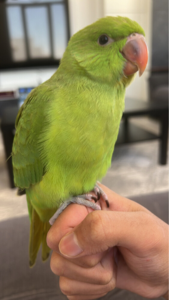 Al-Durra's parrot ran away - 1