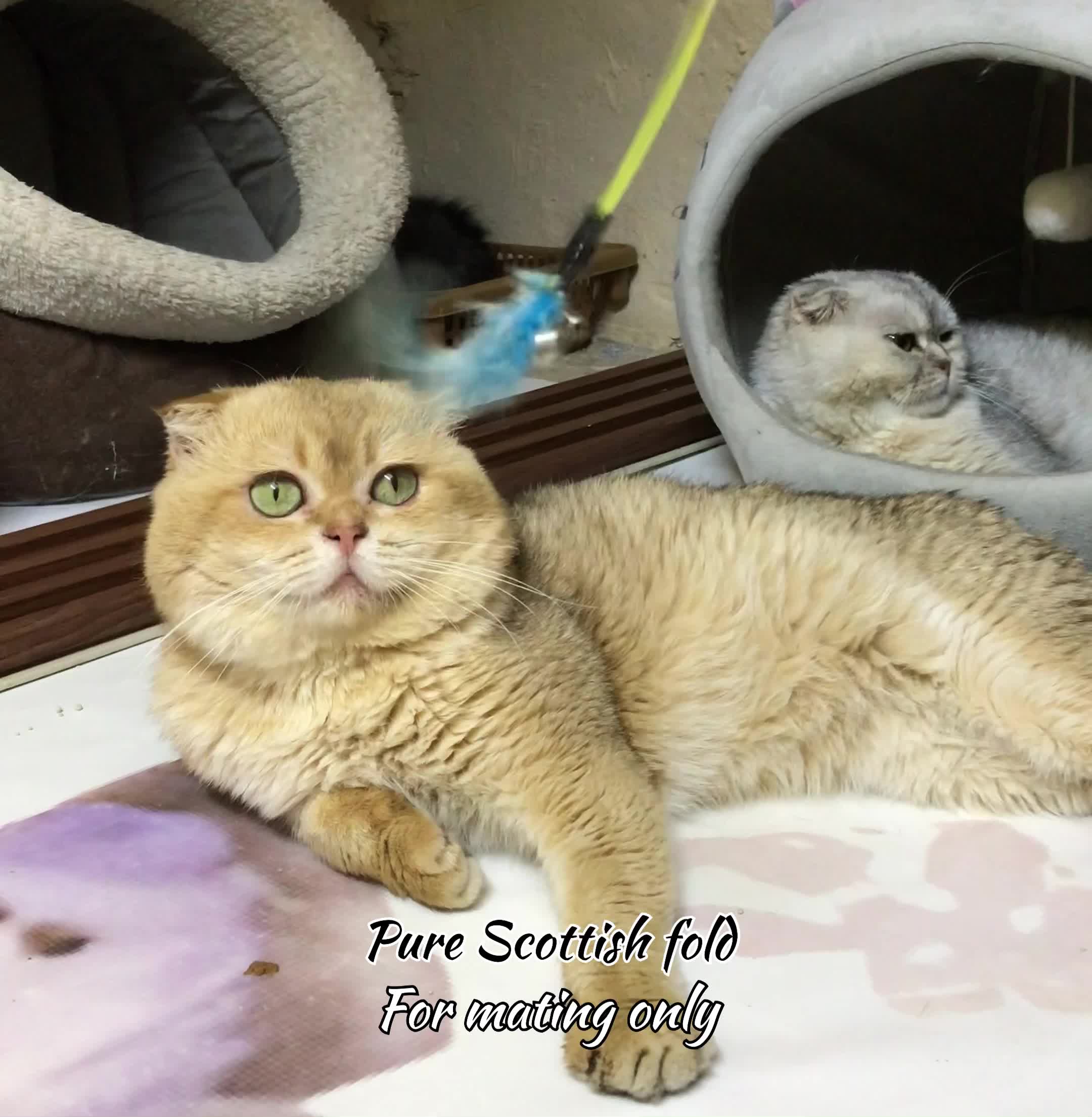 Scottish fold(for mating) - 1