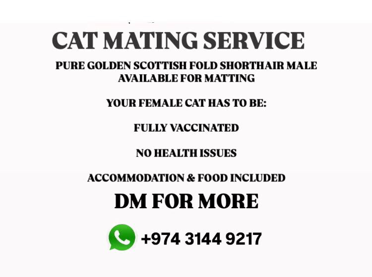 Scottish fold(for mating) - 4