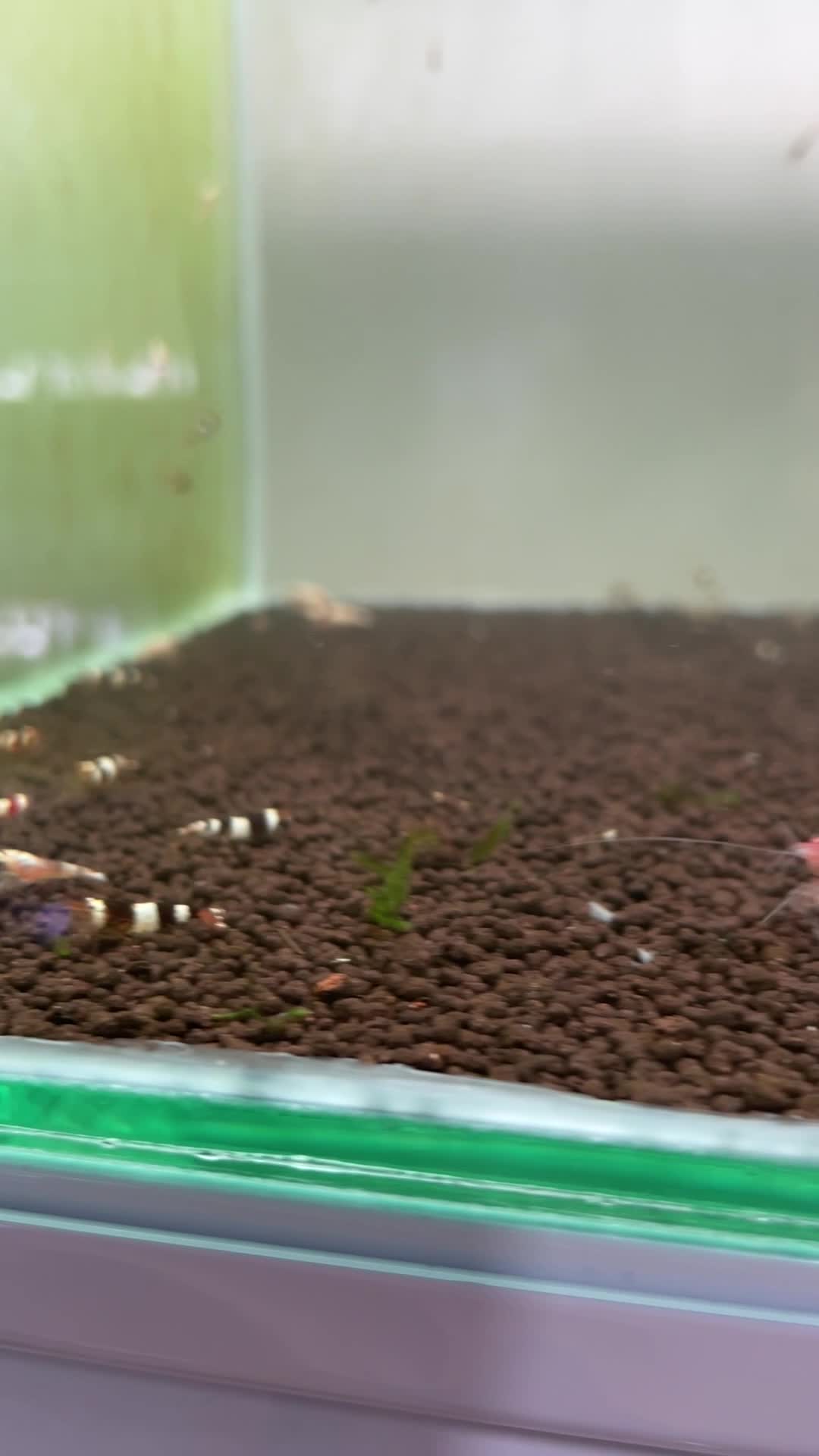 Caridina Aquarium Shrimps - 2