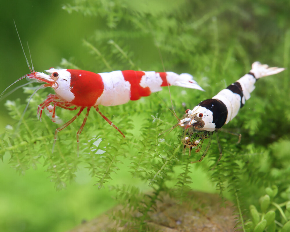 Caridina Aquarium Shrimps - 1