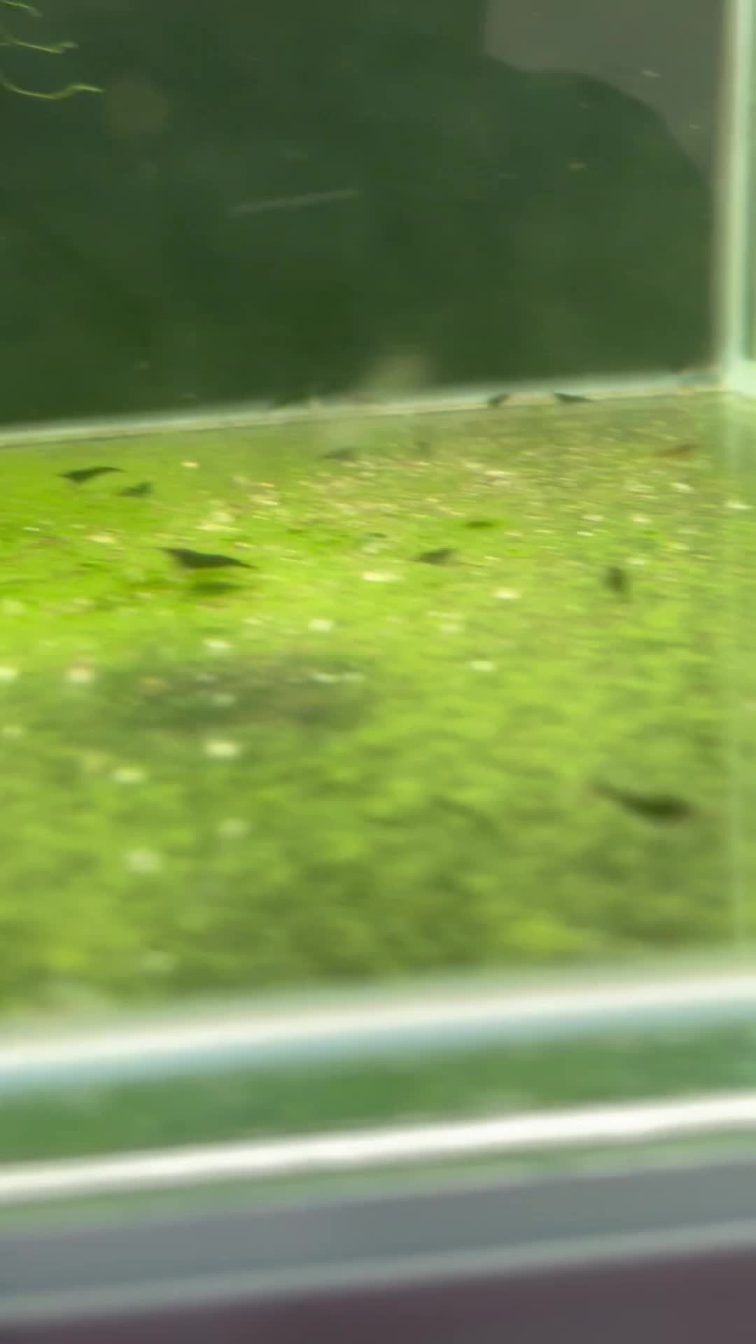 NeoCaridina Aquarium Shrimps - 2
