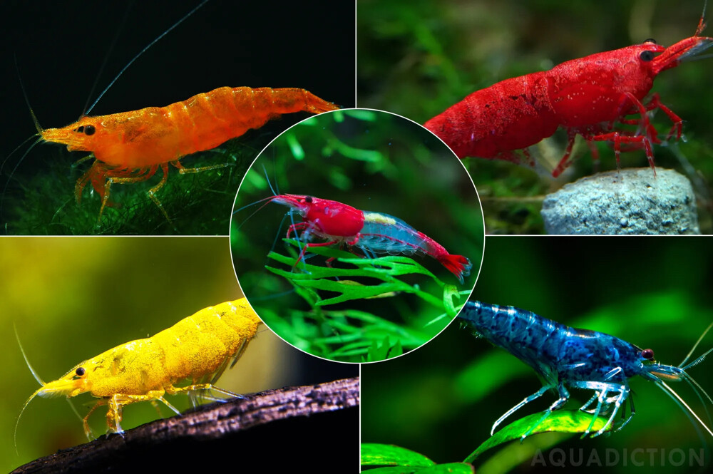 NeoCaridina Aquarium Shrimps - 1
