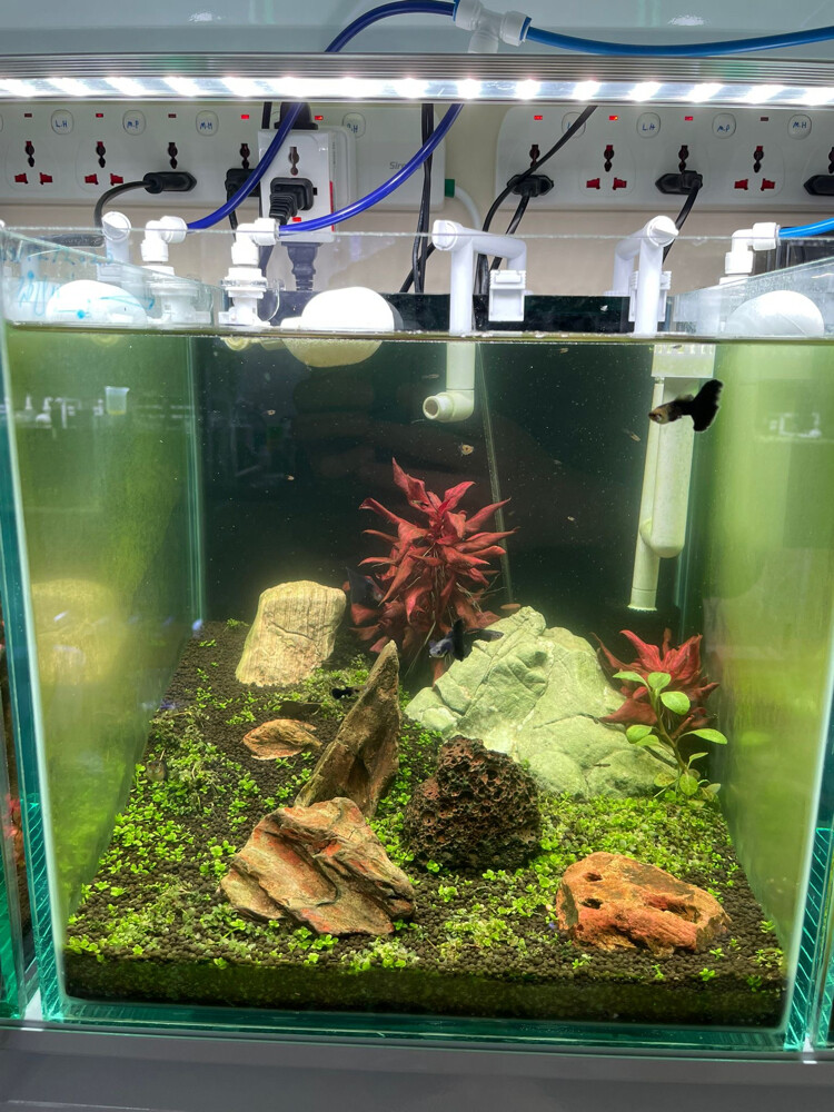 Custom Design Aquarium Tanks - 7
